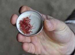 Safran altınla yarışıyor