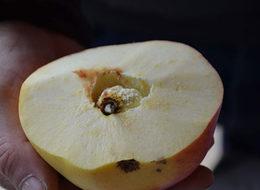 Esrarengiz meyvenin gizemi çözülmeyi bekliyor