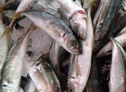 Denizi olmayan kentten 15 ülkeye balık ihracatı