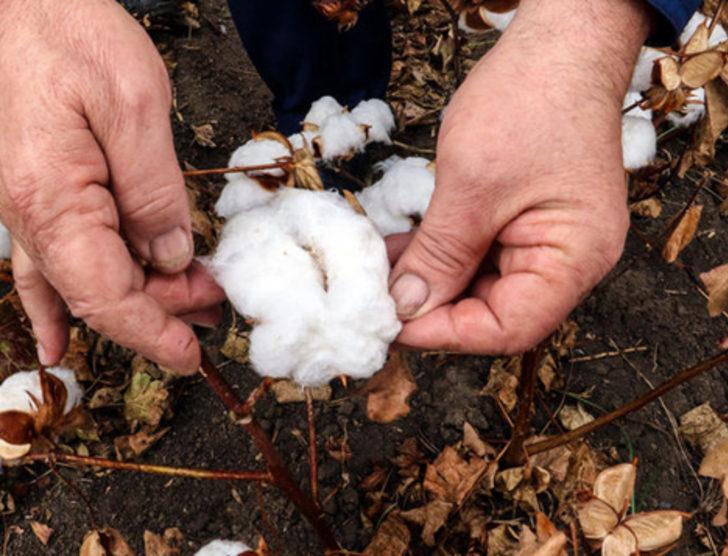 Çeyrek asır sonra yeniden yetiştirilmeye başlandı G1