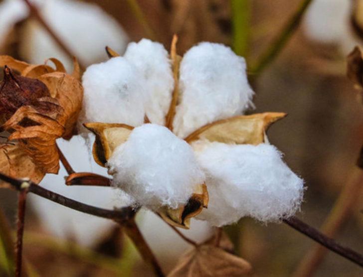 Çeyrek asır sonra yeniden yetiştirilmeye başlandı G2