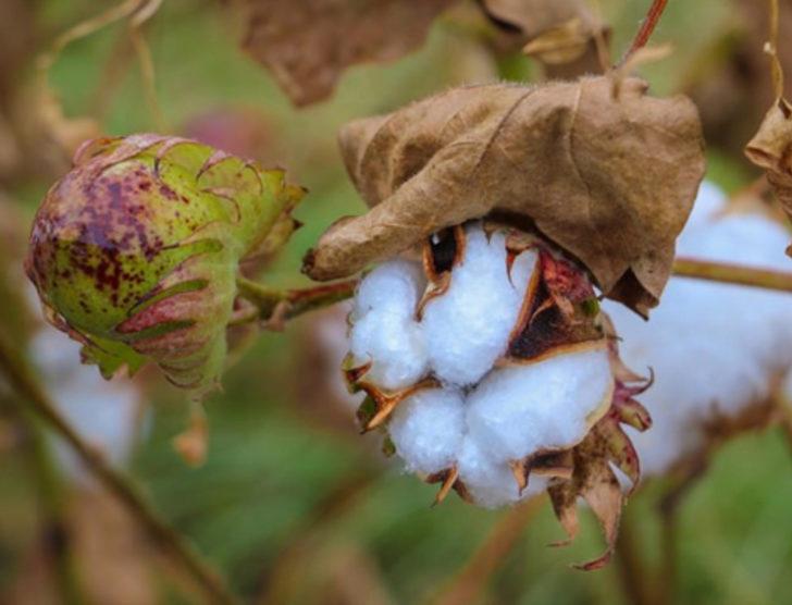 Çeyrek asır sonra yeniden yetiştirilmeye başlandı G5