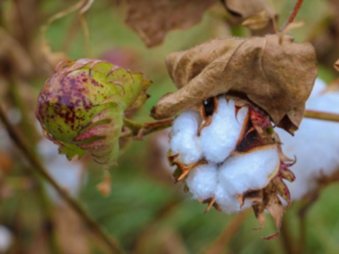 &Ccedil;eyrek asır sonra yeniden yetiştirilmeye başlandı