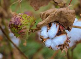 Çeyrek asır sonra yeniden yetiştirilmeye başlandı