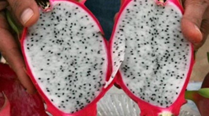 Tanesini 16.5 TL'den satıyor