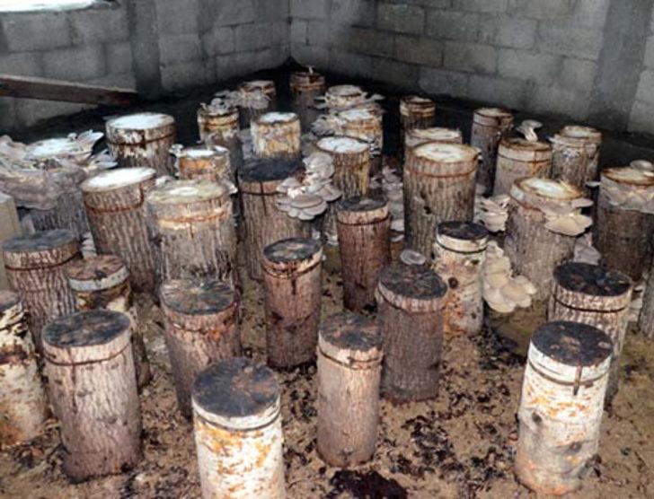 Bodrumda yetiştirip internetten satıyor G2