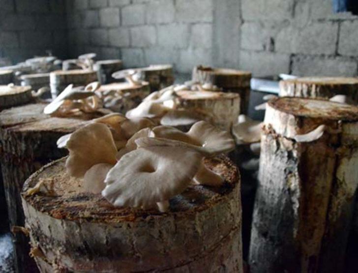 Bodrumda yetiştirip internetten satıyor G3