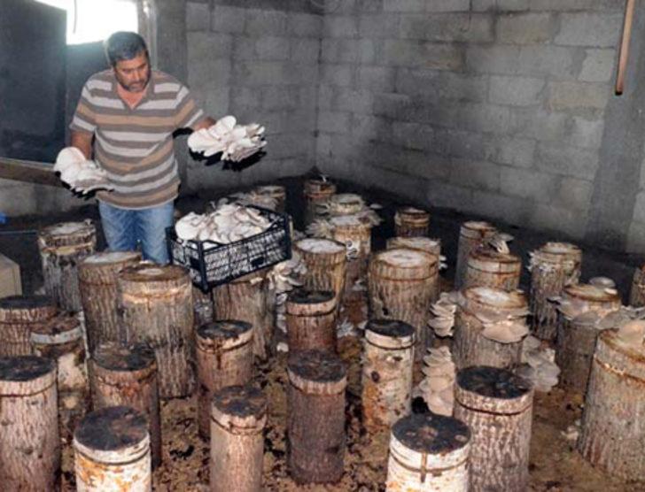 Bodrumda yetiştirip internetten satıyor G4