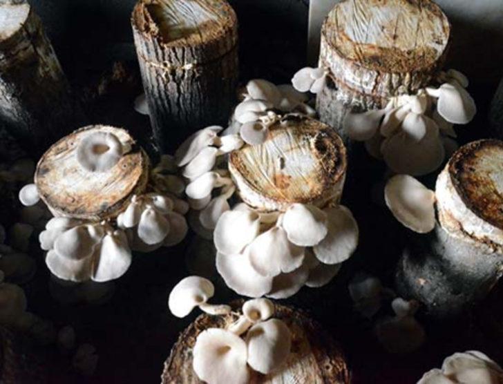 Bodrumda yetiştirip internetten satıyor G5