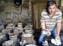 Bodrumda yetiştirip internetten satıyor