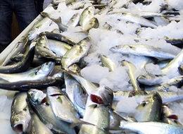 Lüfer balığının fiyatı kırmızı eti solladı