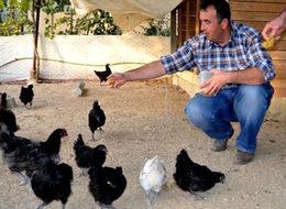 Süs tavuklarını hobi olarak aldı, çiftlik kurdu