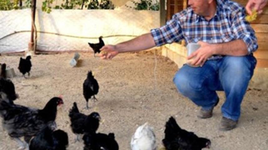 Süs tavuklarını hobi olarak aldı, çiftlik kurdu