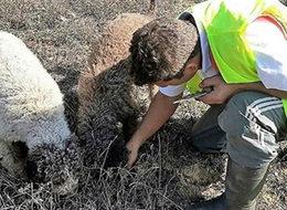 Köpekler buldu, kilosu 3 bin 500 Euro'ya satılıyor