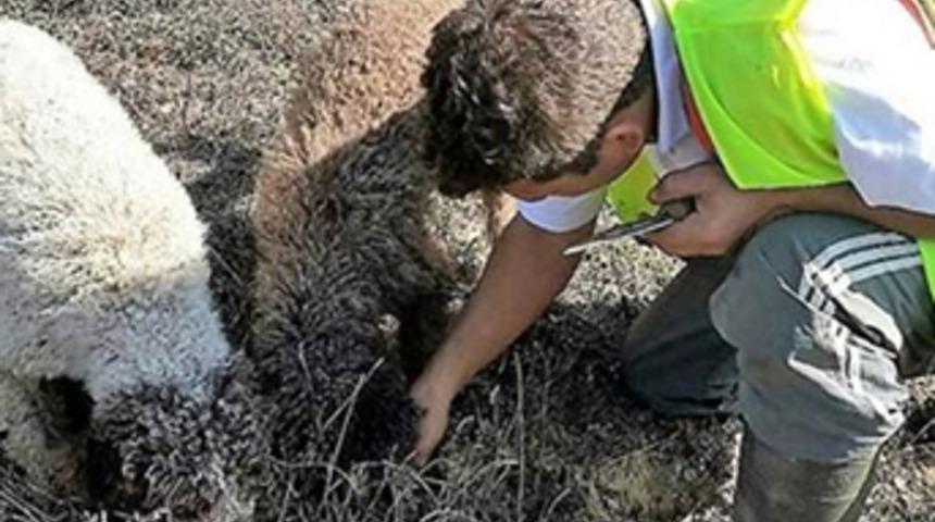 Köpekler buldu, kilosu 3 bin 500 Euro'ya satılıyor