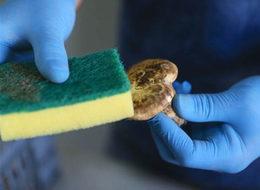 Türkiye'deki matsutake mantarı Japonya'ya gönderiliyor