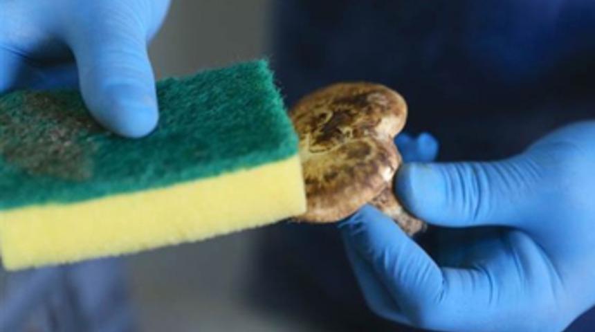 Türkiye'deki matsutake mantarı Japonya'ya gönderiliyor