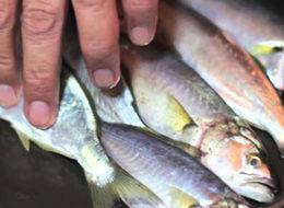 Lapseki'de balık fiyatları ucuzladı