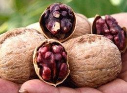 Bu ceviz fidanları randevuyla satılıyor