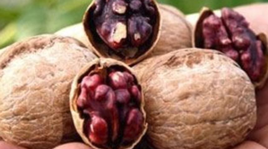 Bu ceviz fidanları randevuyla satılıyor