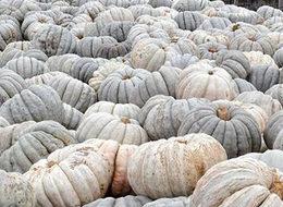 Fiyatı yüzde 50 düştü ama kimse almıyor