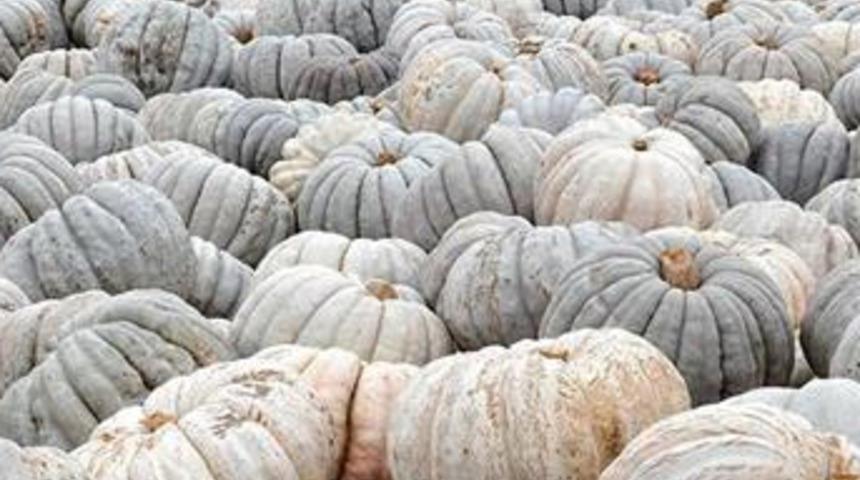 Fiyatı yüzde 50 düştü ama kimse almıyor