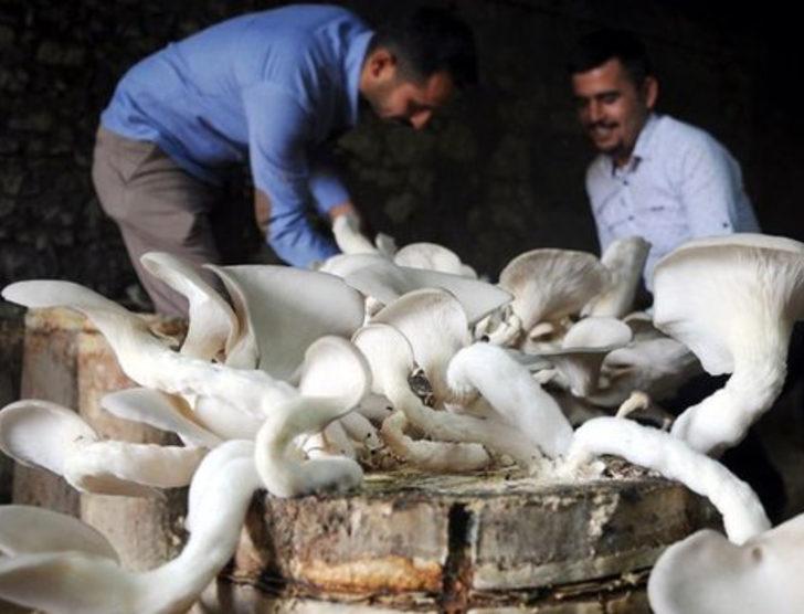 İstiridye mantarı geçim kaynakları oldu G1