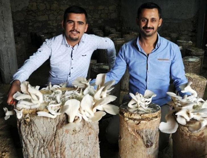 İstiridye mantarı geçim kaynakları oldu G2