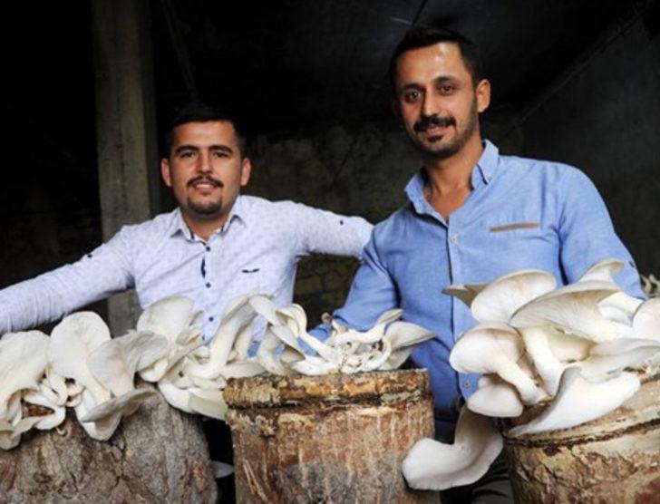 İstiridye mantarı geçim kaynakları oldu G3