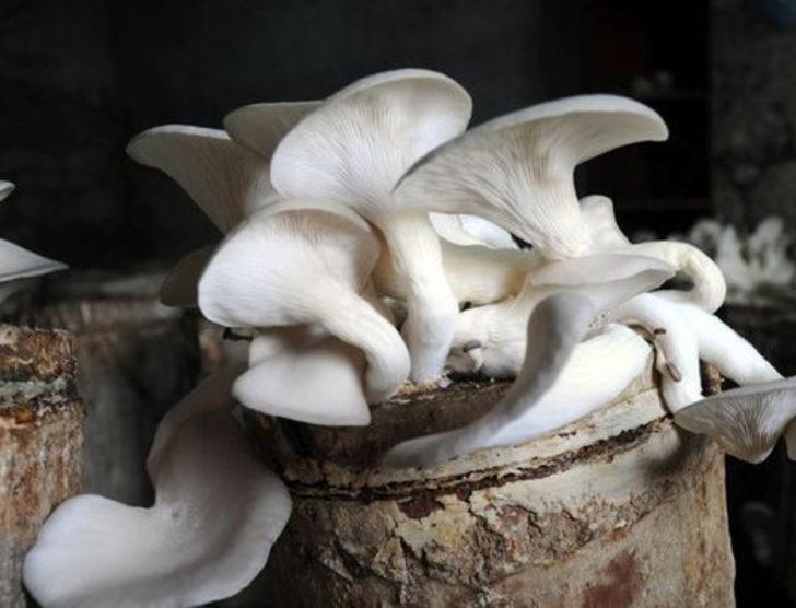 İstiridye mantarı geçim kaynakları oldu G4