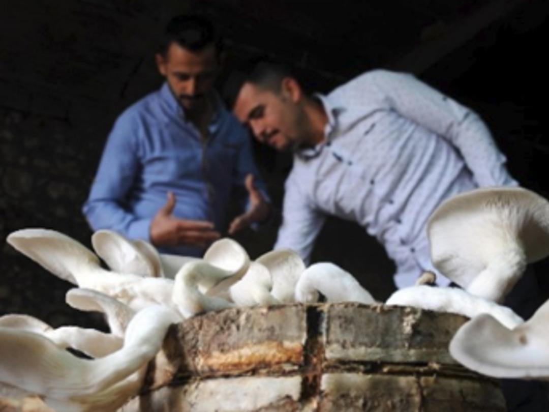 İstiridye mantarı ge&ccedil;im kaynakları oldu