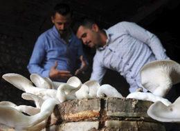 İstiridye mantarı geçim kaynakları oldu