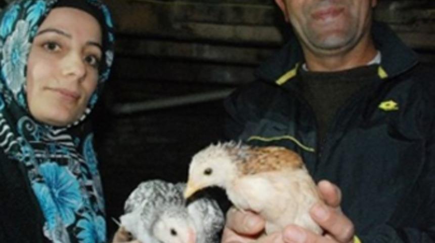 Altın yumurtlayan tavuk gerçek oldu
