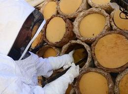 Anzer Balı'nda rekor yılı