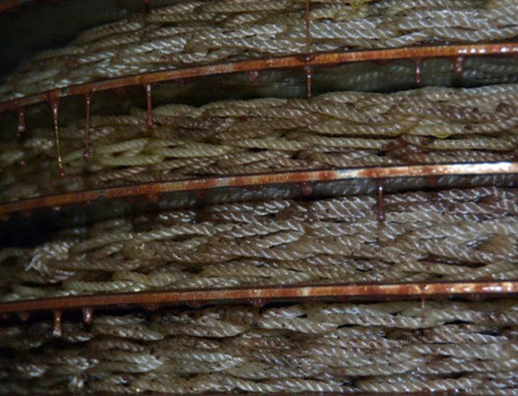 Zeytin sütü raflarda yerini aldı G2