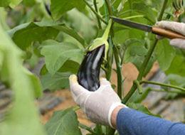 Antalya'da çiftçiler eylemde: Kısa süreli sebze sıkıntısı yaşanır mı?