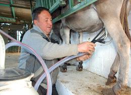 Eşek sütünün fiyatı 80 liraya ulaştı
