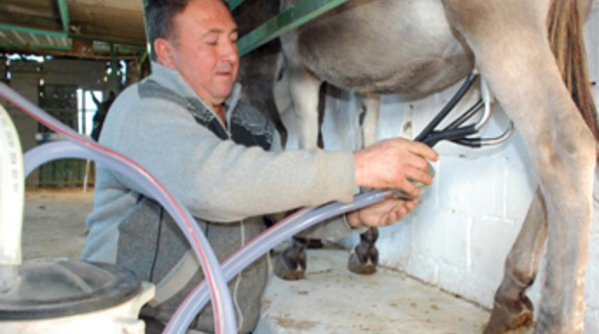 Eşek sütünün fiyatı 80 liraya ulaştı
