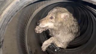 Son dakika: Lastik&ccedil;iye giren kurt paniğe neden oldu