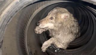 Lastik&ccedil;iye giren kurt paniğe neden oldu