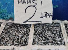 Hamsi fiyatı 2 liraya düştü