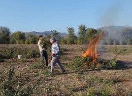 Nar ağaçları sökülmeye başladı