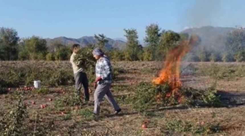 Nar ağaçları sökülmeye başladı