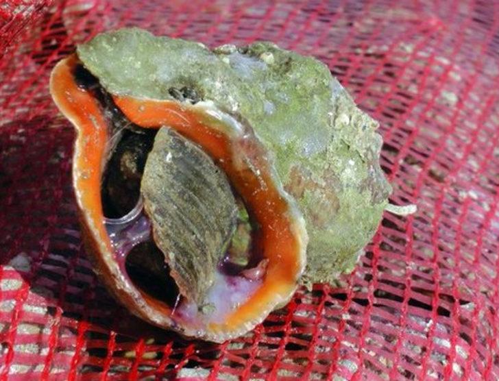 Uzak Doğu'ya salyangoz ihracatı G3