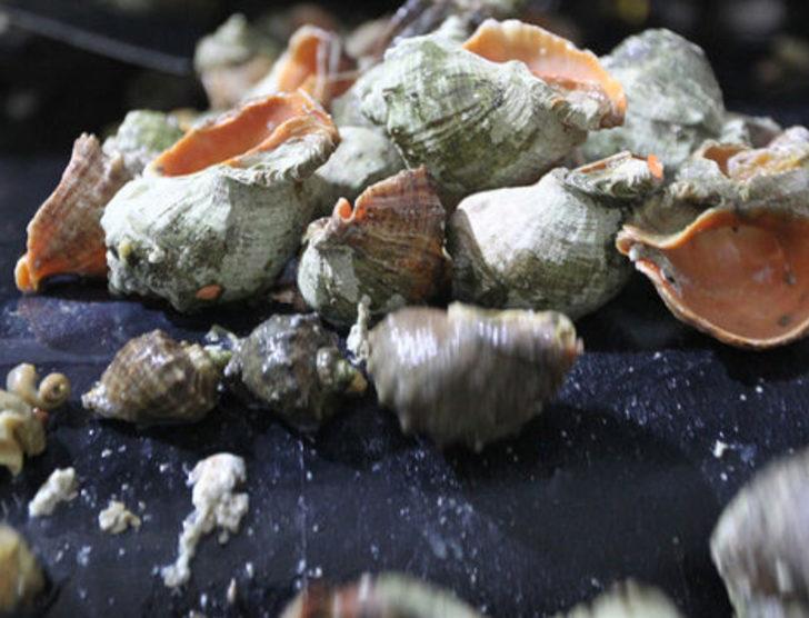 Uzak Doğu'ya salyangoz ihracatı G4