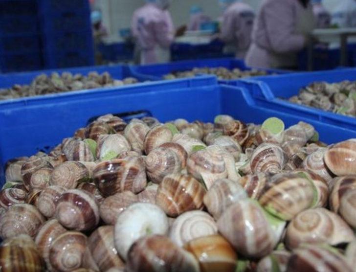 Uzak Doğu'ya salyangoz ihracatı G5