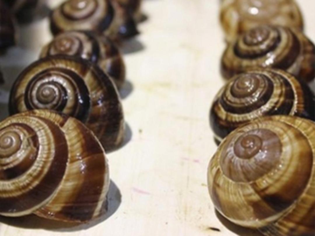 Uzak Doğu'ya salyangoz ihracatı