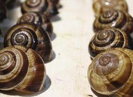 Uzak Doğu'ya salyangoz ihracatı