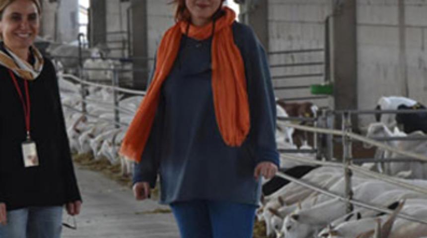 Cüppeyi çıkardı keçi sütü sağdı