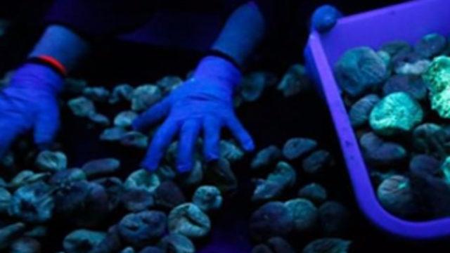 Türkiye ihracatında dünya lideri olduğu kuru incire mor ışık